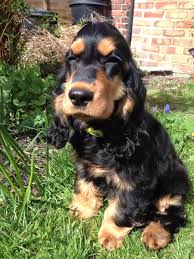 Black And Tan Cocker Spaniel Puppies For Sale Scotland Black And Tan Cocker Spaniel Cuteness American Cocker Spaniel Cocker Spaniel Dogs