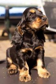 Black And Tan Cocker Spaniel Puppies For Sale Scotland Gorgeous Cocker Spaniel With Images Cocker Spaniel Puppies Spaniel Puppies Puppies
