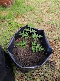 Ok Dah Siap Tanam Ulam Raja Dengan Jom Tanam Sendiri Di Rumah Facebook