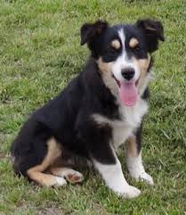 Black And Tan Australian Shepherd Puppy This Guy Is Ready To Go Too Black Tri Male With Brown Eyes Very Cute Little Man Should Heavily Carry Th Cute Animals Australian Shepherd Puppies Cat Love