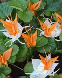 Obst Und Gemuse Schnitzen 93 Ideen Und Anleitungen Obst Und Gemuse Gemuseschnitzen Essen Skulptur