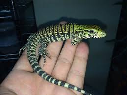 Argentine Black And White Tegu For Sale Baby Argentine Black And White Tegu For Sale Tupinambis Merianae Female Brasil