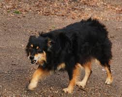 Black And Tan Australian Shepherd Puppy Australian Shepherd Black And Tan Google Search Australian Shepherd Animals Dogs