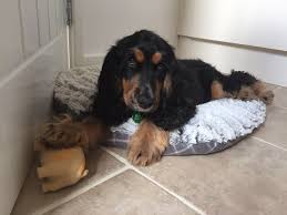 Black And Tan Cocker Spaniel Puppies For Sale Scotland Black And Tan Show Cocker Spaniel Show Cocker Spaniel English Cocker Spaniel Cocker Spaniel
