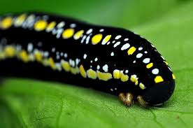 Black And White Striped Caterpillar With Yellow Spots Black Caterpillar With Yellow And White Spots Black Caterpillar Black Spot Spotted