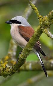 Gray Bird With Red On Back Of Head Red Backed Shrike Bird Breeds Backyard Birds Colorful Birds