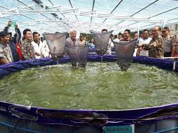 1 Wow Usaha Ternak Lele Ini Beromset Milyaran Kolam Ikan Air Tawar