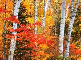 Birch Trees In Fall Photos Photo Of Birch Trees Fall Nature Scenery Stock Image Mxi24738 Autumn Nature Autumn Trees Art Photo Prints