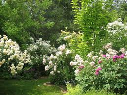 Le Jardin De Chantal Et Alain Sologne Avec Images Jardin Rose Jardins Jardinage