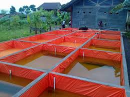 1000 Cara Lengkap Budidaya Ikan Lele Di Kolam Terpal Aquaculture Information Aquaponics Kolam Ikan Ikan