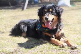 Black And Tan Australian Shepherd Puppy All Australian Shepherds All The Time Australian Shepherd Australian Shepherd Dogs Australian Shepherd Puppies