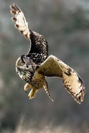 Bird Flying Into Window Meaning Choosing Plants To Entice Birds And Butterflies To Your Yard Nocturnal Birds Horned Owl Beautiful Birds