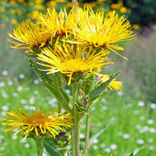 Der Echte Alant Ist Eine Derbe Staude Die Zwischen Juli Und August Leuchtend Gelb Bluht Stauden Alant Blueten Meinschoe Essbare Pflanzen Pflanzen Stauden