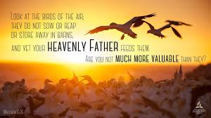 Look At The Birds Of The Air Look At The Birds Of The Air They Do Not Sow Or Reap Or Store Away In Barns And Yet Your Heavenly Fa Understanding The Bible Adventist World Incredible Quote