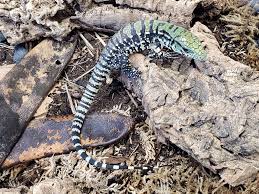 Argentine Black And White Tegu For Sale Tegus For Sale In 2020 Lizards For Sale Iguana For Sale Pet Lizards