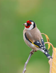 15 Oiseaux A Voir Au Jardin Durant L Hiver Oiseaux Oiseaux Colores Oiseaux Des Jardins