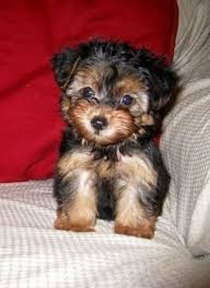 Miniature Black And Brown Yorkie Pin By Amanda Spellmeier On For The Home Yorkie Poo Puppies Yorkie Poo Poodle Mix Dogs