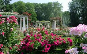 Pin Op Roses Et Rosiers