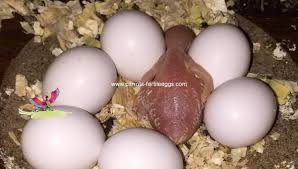 Exotic Bird Eggs For Sale Uk Toucan Eggs Parrots Fertile Eggs Kft In 2020 Eggs Eggs For Sale Bird Eggs