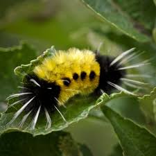 Black And White Striped Caterpillar With Yellow Dots Fuzzy Black And Yellow Caterpillar Fuzzy Caterpillar Black Caterpillar Art Challenge