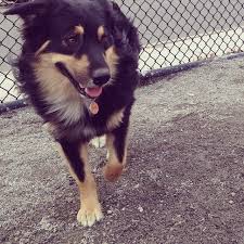 Black And Tan Australian Shepherd Puppy Pin By Kelvin Jones On Dogs Mostly Aussie Shepherd Australian Shepherd Australian Shepherd Dogs Australian Shepherd Colors