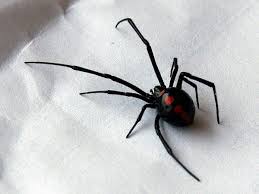 Spider Control Greater Dayton Ohio And The Miami Valley Spider Art Spider Black Widow Spider Tattoo