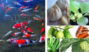 Daftar Tanaman Herbal Untuk Pengobatan Ikan Koi Tanaman Tanaman Obat Ikan