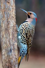 Gray Bird With Red On Back Of Head Blue Blushing Faced Red Feathers At Low Back Of Head Woodpecker Spotted With Yellow Under Tailfeather S Nature Birds Colorful Birds Beautiful Birds