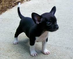 Black Apple Head Chihuahua For Sale Deer Head Chihuahua Lovable Chihuahua Black Chihuahua Cute Chihuahua Chihuahua