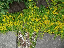 Auch Fur Grosse Flachen Gibt Es Gelb Bluhende Bodendecker Bodendecker Pflanzen Zierpflanzen