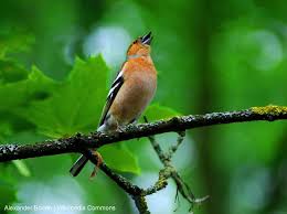 Identifier Les Oiseaux Des Jardins Et Des Parcs Au Printemps Et En Ete Ornithomedia Com Oiseaux Des Jardins Identifier Les Oiseaux Oiseaux