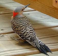 Gray Bird With Red On Back Of Head Woodpeckers In The Garden Backyard Birds Woodpecker Wild Birds