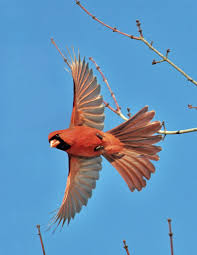 Bird Flying Into Window Meaning Prevent Birds Flying Into Windows Effective Wildlife Solutions Birds Flying Into Windows Birds Flying Photography Birds Flying