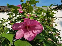 New Hibiskus Winterhart Mit Bildern Hibiskus Winterhart Winterhart Hibiskus
