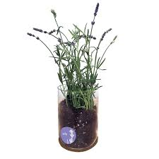 Birth Month Flower Grow Kit Canada July Lavender Birth Month Flower Grow Kit In 2020 Birth Month Flowers Month Flowers Growing Flowers