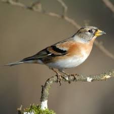Pinson Du Nord Le Pinson Du Nord Est Un Migrateur Qui Nous Arrive L Hiver Nidification Et Hive Oiseaux Des Jardins Oiseaux De France Oiseaux Migrateurs