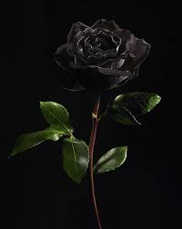 Black Background With Rose Black Rose On Black Background By Lauren Burke In 2020 Black Rose Picture Black Background Wallpaper Black Rose