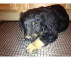 Black And Tan Australian Shepherd Puppy Common Black Australian Shepherd Color Patterns Australian Shepherd Colors Australian Shepherd Black Australian Shepherd