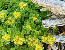 Bodendecker Fur Fantastische Gartengestaltung Bodendecker Garten Pflanzen Gartengestaltung