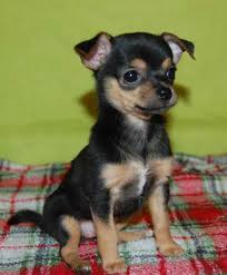 Black Apple Head Chihuahua For Sale Dogs For Sale In Woodbridge New Jersey Chihuahua Puppies Chihuahua Love Chihuahua