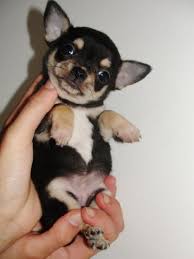 Black Apple Head Chihuahua For Sale Pin De Bobbie Rodriguez En Puppy Love Fotos De Perros Chihuahua Perros Y Cachorros Lindos Perros Chihuahua
