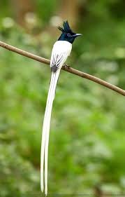 Black Bird With Long Tail Pin On Birds