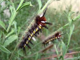 Black And White Striped Caterpillar With Yellow Spots Posts About Caterpillars On 6legs2many Caterpillar Spotted Yellow Red White