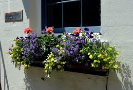 Traumhaftes Blumen Arrangement Im Blumenkasten Aus Geranien Lowenmaulchen Und Petunien Fensterbox Blumen Geranien Blumen Im Blumentopf