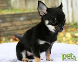 Black Apple Head Chihuahua For Sale Chihuahua For Sale Hoobly Classifieds Chihuahua Puppies Chihuahua Pet Dogs