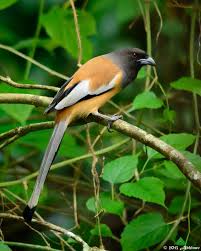 Black Bird With Long Tail Rufous Treepie Is A Comparatively Large Bird And Belongs To The Crow Family The Yellow Black White Colors And The Long Tail Make The Bird Birds Urban Garden