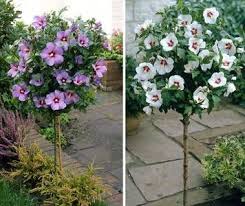 Die Hibiskus Stammchen Oiseau Bleu Blau Und Red Heart Weiss Rot Sind Winterhart Und Kubelpflanzen Winterhart Hibiskus Garten Pflanzen