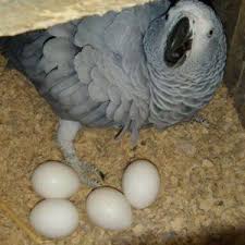 Exotic Bird Eggs For Sale Uk Cockatoo Eggs Botan Birds Farmbotan Birds Farm In 2020 Eggs For Sale African Grey Parrot African Grey