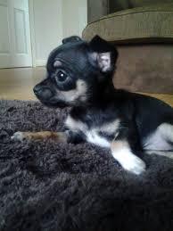 Black Apple Head Chihuahua For Sale Black Teacup Chihuahua Puppies For Sale Chihuahua Puppies Teacup Chihuahua Puppies Chihuahua Puppies For Sale