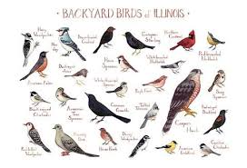 Birds Of Northern Illinois Identification Illinois Backyard Birds Field Guide Art Print Backyard Birds Missouri Birds Bird Poster